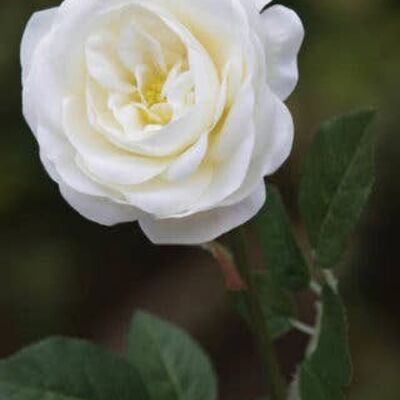 Ivory Single Medium Old English Rose