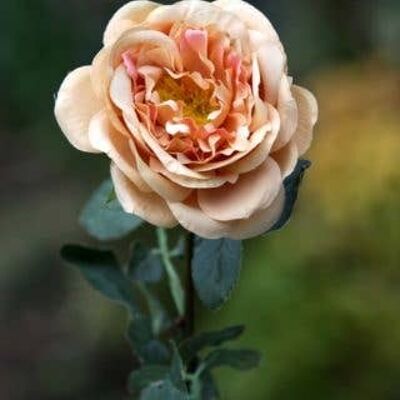 Albaricoque Rosa inglesa antigua individual grande