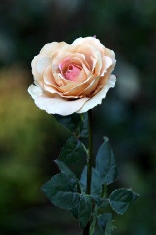 Apricot Large Single Hybrid Tea Rose