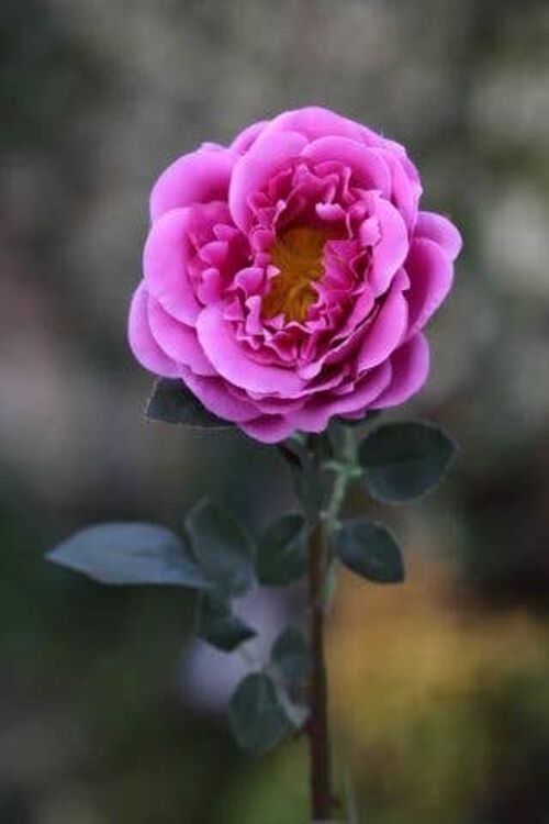 Bright Pink Large Single Old English Rose
