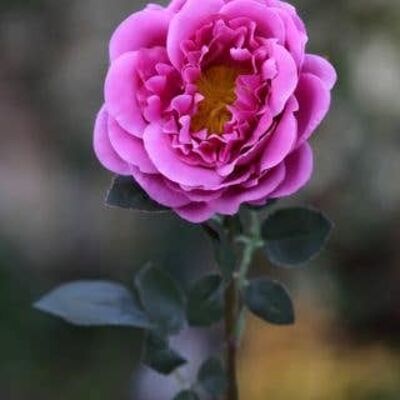 Leuchtend rosa große einzelne alte englische Rose
