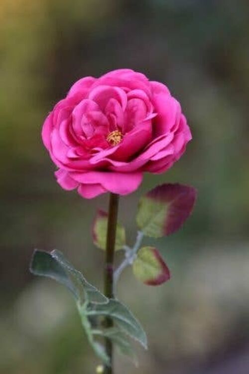 Dark Pink Single Medium Old English Rose