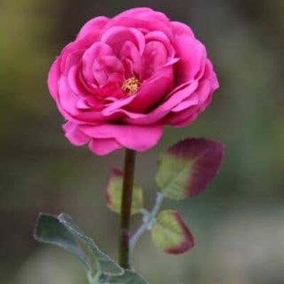 Rosa oscuro único medio viejo inglés rosa