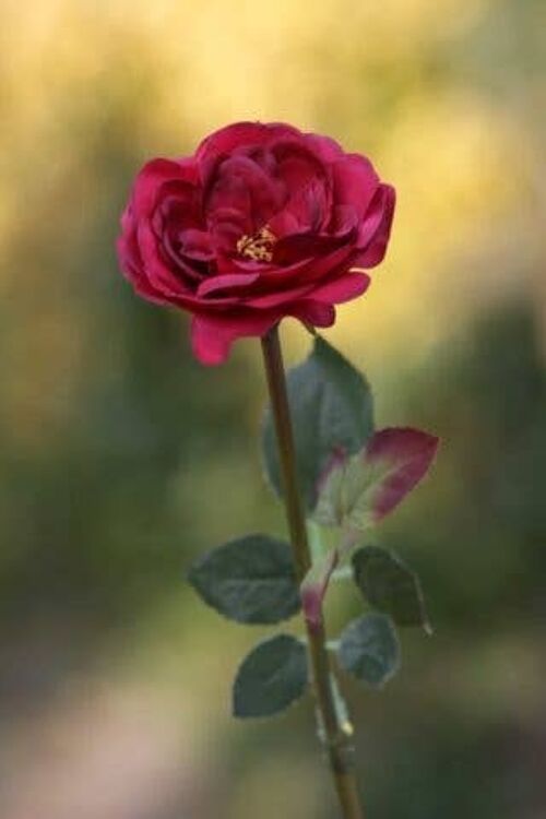 Red Single Medium Old English Rose