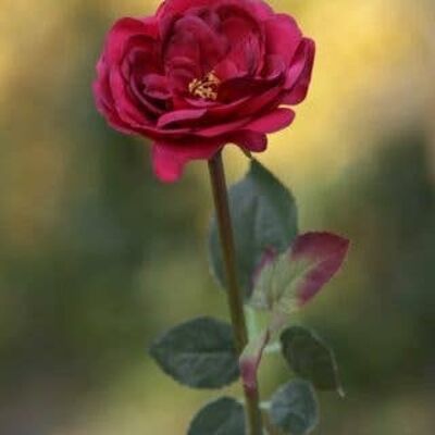 Rosa inglesa antigua mediana individual roja