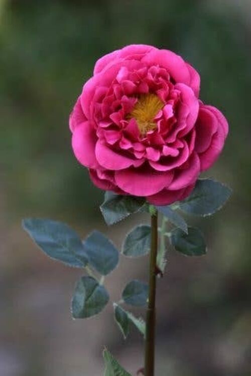 Dark Pink Large Single Old English Rose