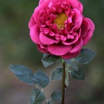 Dunkelrosa Große Single Old English Rose