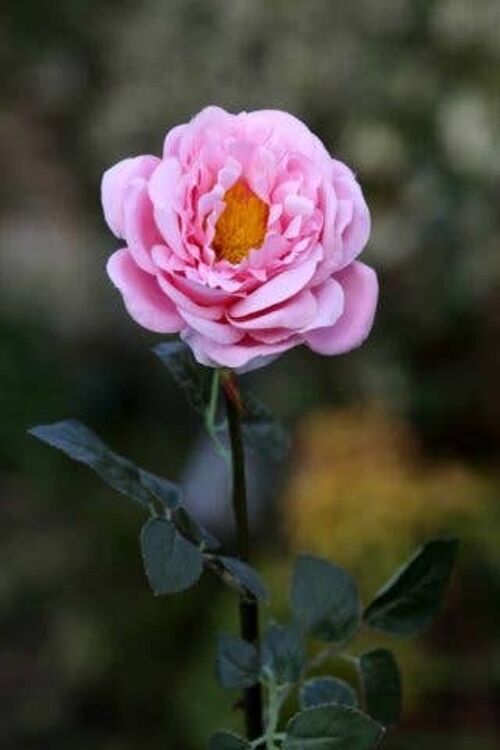 Pale Pink Large Single Old English Rose