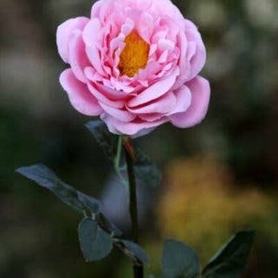 Blassrosa große einzelne alte englische Rose