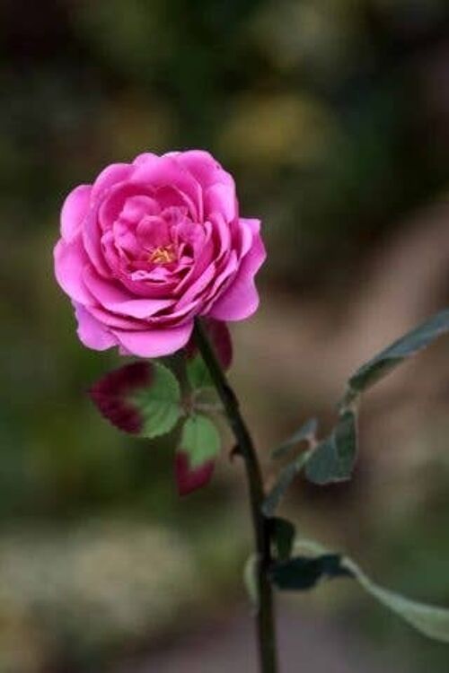 Bright Pink Single Medium Old English Rose