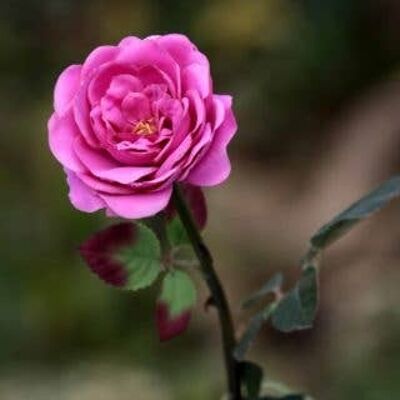 Rosa brillante singola media Old English Rose