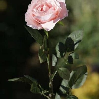Rosa cipria grande singolo Old English Rose