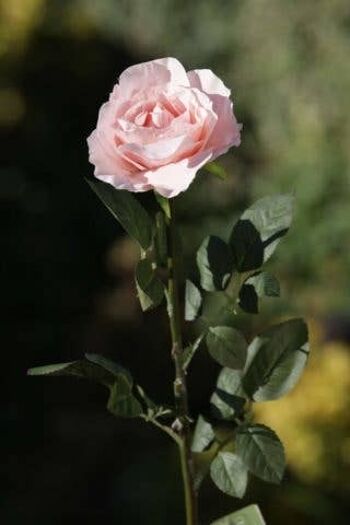 Blush Pink Grande Rose Ancienne Anglaise Simple