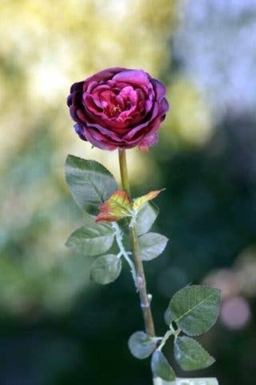 Dark Red Single Medium Old English Rose