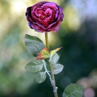 Rosa inglesa antigua mediana individual de color rojo oscuro