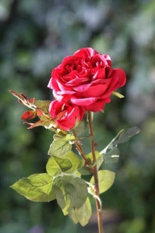 Red Old English Rose with Bud
