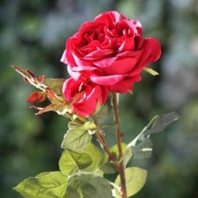 Rosa inglesa antigua roja con capullo