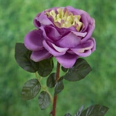 Mauve Grande Rose Ancienne Anglaise Simple