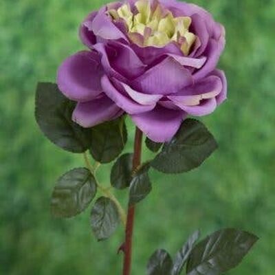 Mauve Large Single Old English Rose