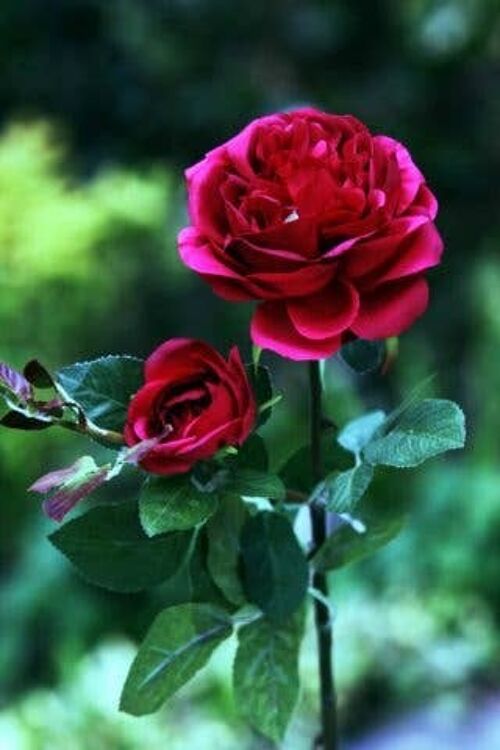 Dark Pink Old English Rose with Bud