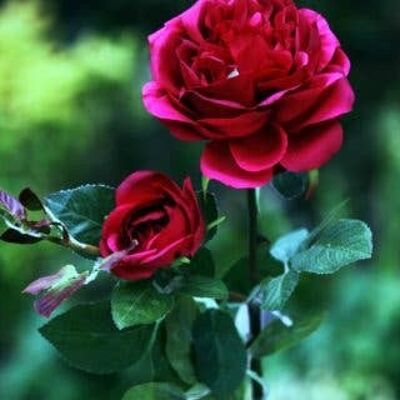 Dunkelrosa alte englische Rose mit Knospe