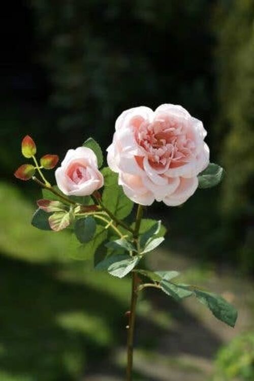 Blush Pink Old English Rose with Bud
