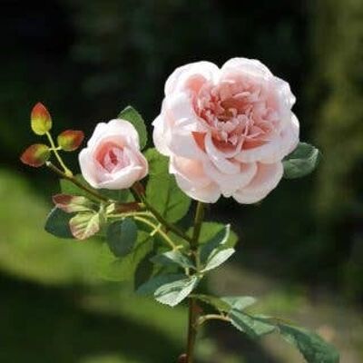 Blush Pink Old English Rose con bocciolo