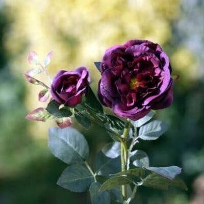 Dunkelrote alte englische Rose mit Knospe