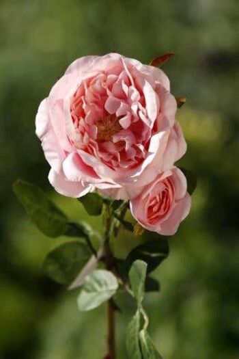 Rose ancienne anglaise rose pâle avec bourgeon