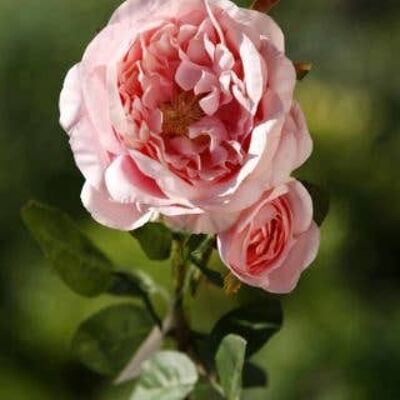 Hellrosa alte englische Rose mit Knospe