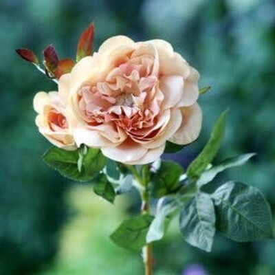 Rose ancienne anglaise abricot avec bourgeon