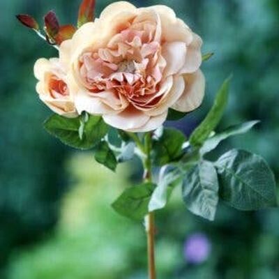 Rose ancienne anglaise abricot avec bourgeon