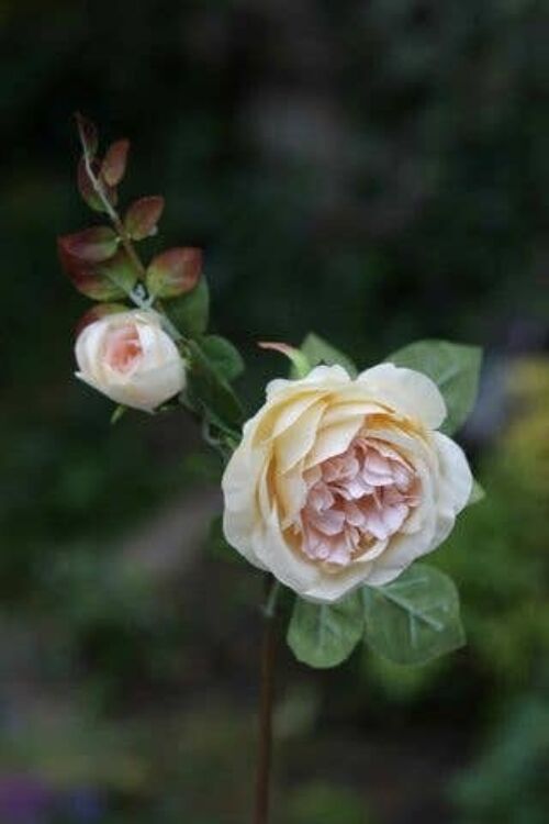 Pale Apricot Old English Rose with Bud