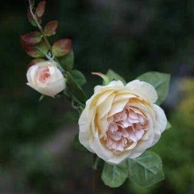 Rosa inglesa antigua de albaricoque pálido con capullo
