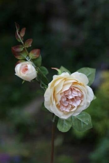 Rose ancienne abricot pâle avec bourgeon
