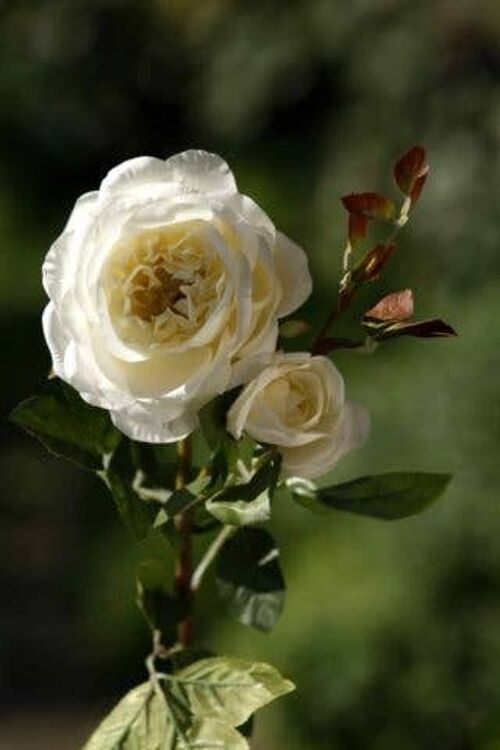 Ivory Old English Rose with Bud