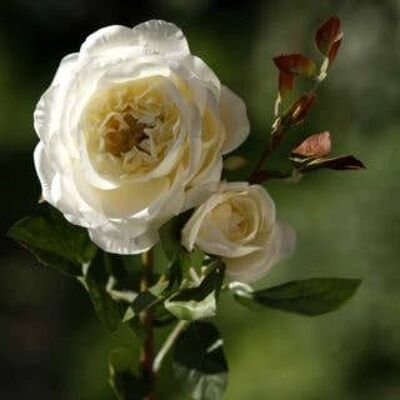 Ivory Old English Rose with Bud