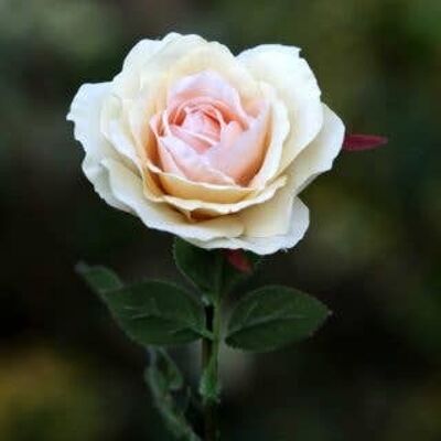 Rosa de té híbrida grande de color albaricoque pálido