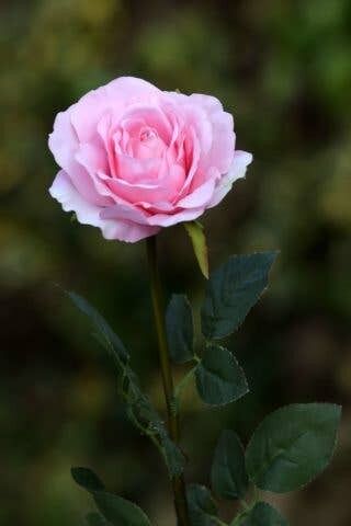 Pale Pink Large Single Hybrid Tea Rose