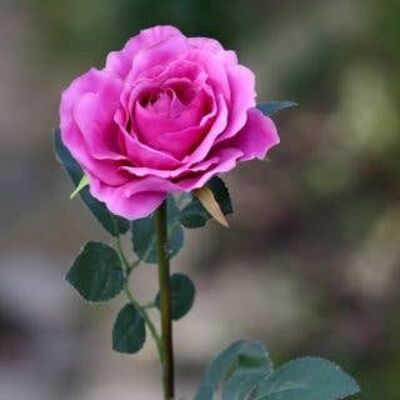 Rosa de té híbrida única grande rosa brillante