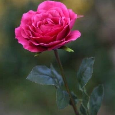 Rosa de té híbrida única grande rosa oscuro