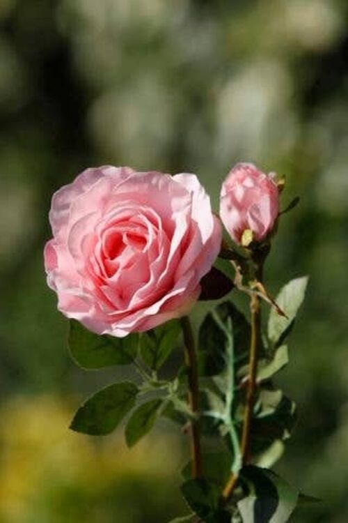 Pale Pink Hybrid Tea Rose with Bud