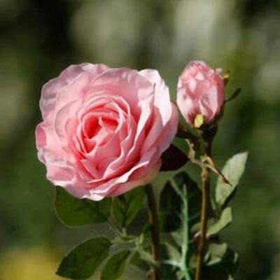 Pale Pink Hybrid Tea Rose with Bud