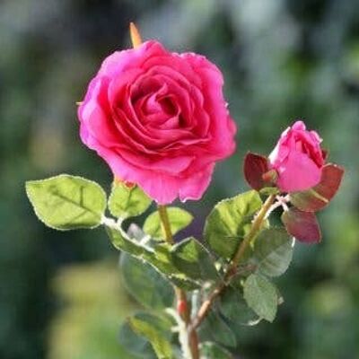 Rose de thé hybride rose vif avec bourgeon