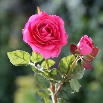 Bright Pink Hybrid Tea Rose with Bud