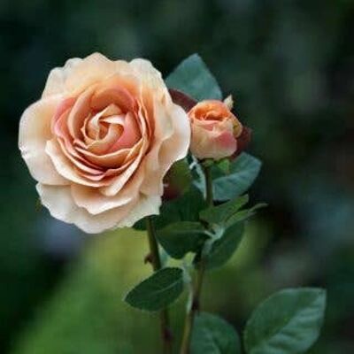 Apricot Hybrid Tea Rose with Bud