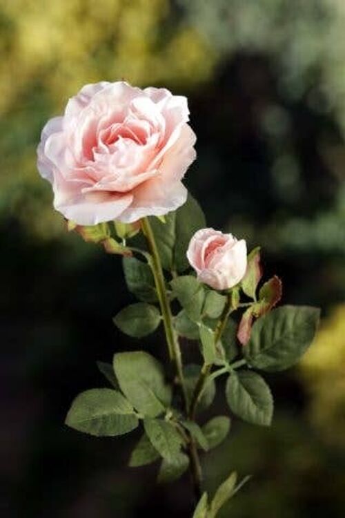 Blush Pink Hybrid Tea Rose with Bud