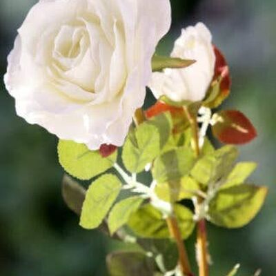 Rose Hybride Thé Ivoire avec Bourgeon