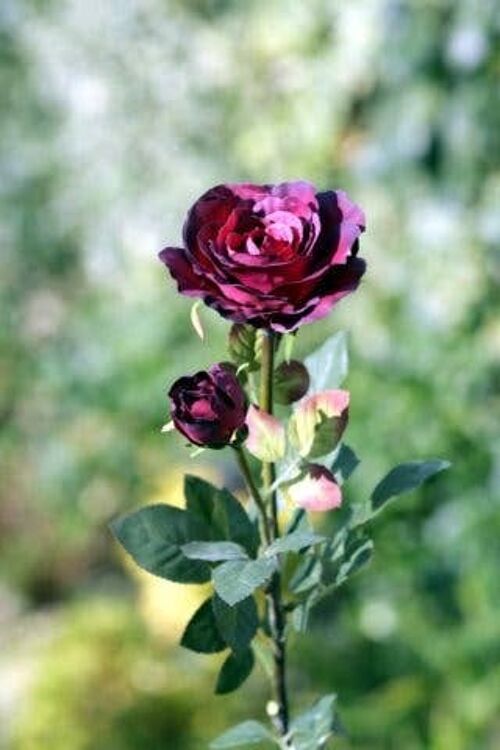Dark Red Hybrid Tea Rose with Bud