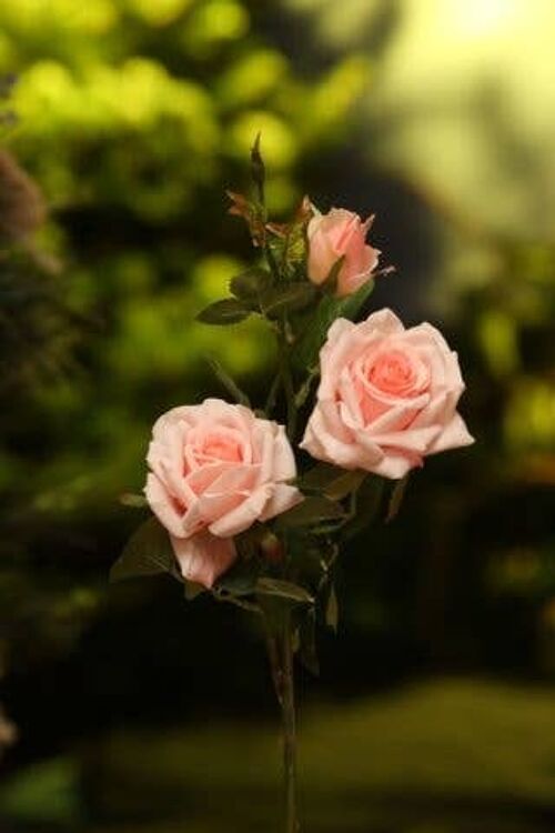 Light Pink Hybrid Tea Rose Spray